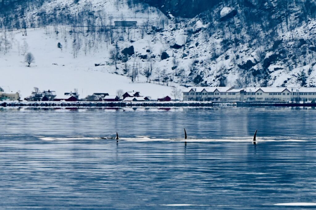 orka in fjord