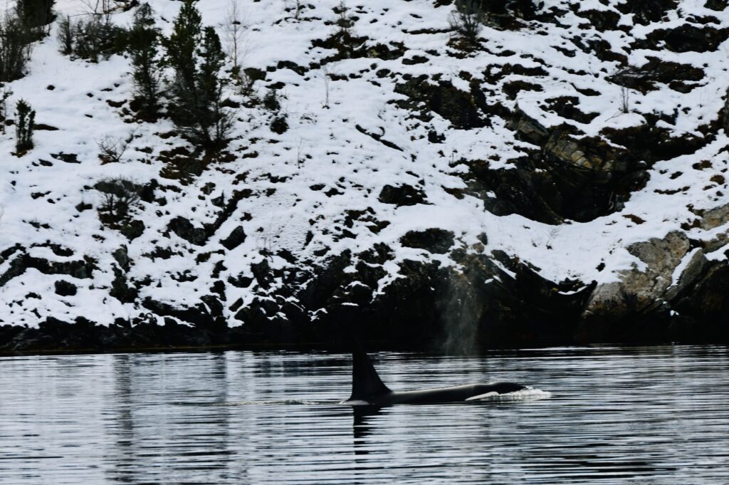 orka