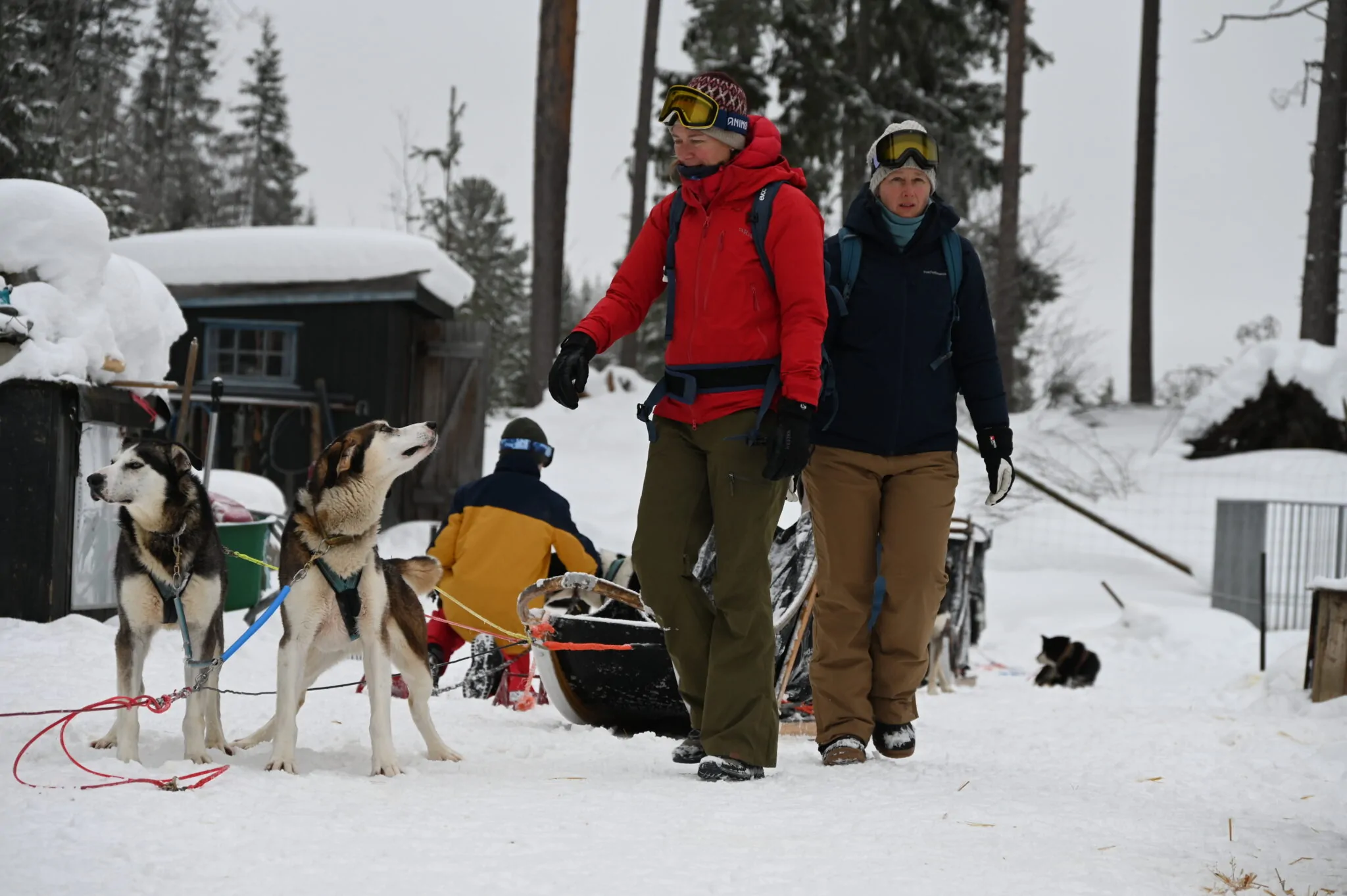 huskytour hemsedal