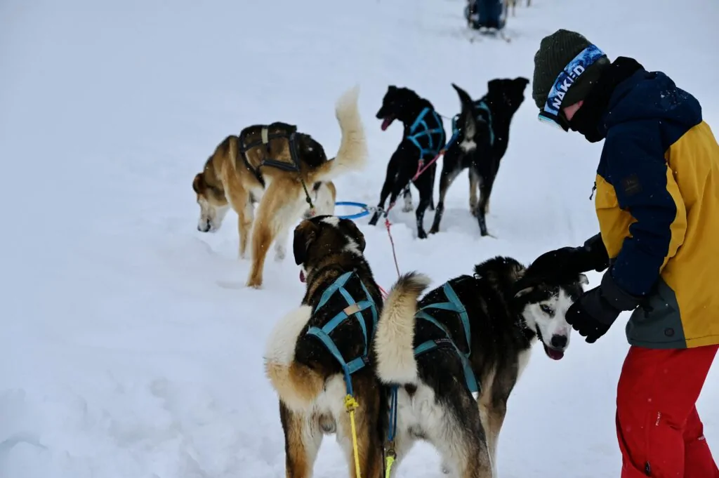dog sledding Hemsedal