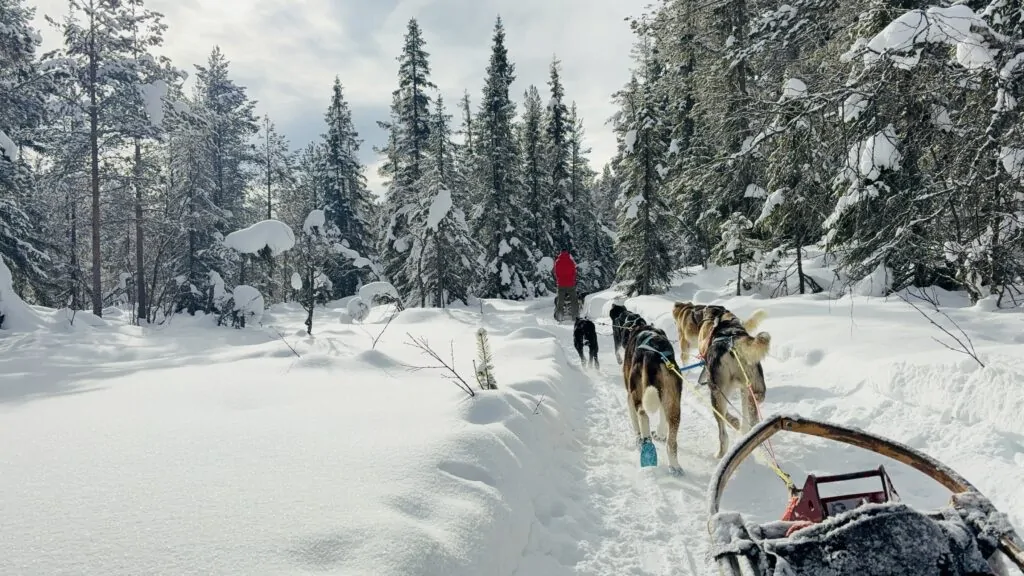 huskytocht hemsedal